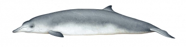 Image of Sowerby’s beaked whale (Mesoplodon bidens) - Adult male