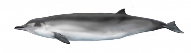 Image of Spade-toothed whale (Mesoplodon traversii) - Adult female; the spade-toothed whale is the least known of all the world’s living cetaceans