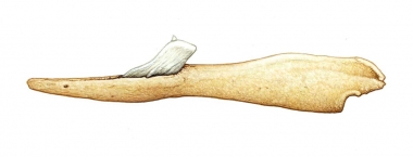 Image of Spade-toothed whale (Mesoplodon traversii). - Adult male lower jaw; the spade-toothed whale is the least known of all the world’s living cetaceans