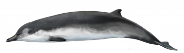 Image of Spade-toothed whale (Mesoplodon traversii). - Adult male; the spade-toothed whale is the least known of all the world’s living cetaceans