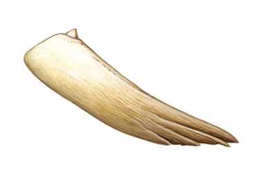 Image of Spade-toothed whale (Mesoplodon traversii). - Tooth detail showing denticle at tooth tip; the spade-toothed whale is the least known of all the world’s living cetaceans