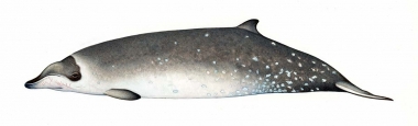 Image of Stejneger’s beaked whale (Mesoplodon stejnegeri) - Adult female