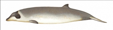 Image of Stejneger’s beaked whale (Mesoplodon stejnegeri) - Calf