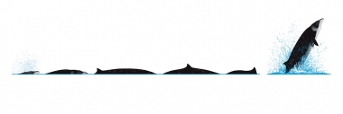 Image of Stejneger’s beaked whale (Mesoplodon stejnegeri) - Dive sequence
