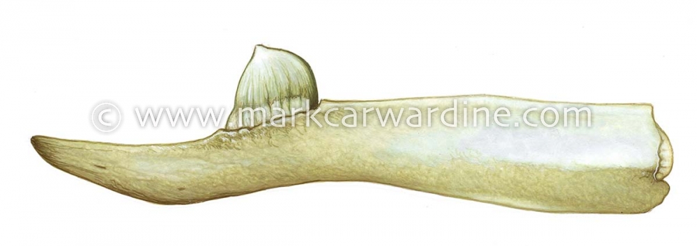 Stejneger’s beaked whale (Mesoplodon stejnegeri)