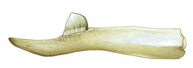 Image of Stejneger’s beaked whale (Mesoplodon stejnegeri) - Adult male lower jaw