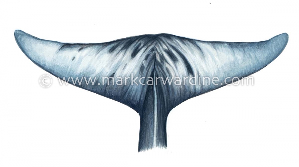 Stejneger’s beaked whale (Mesoplodon stejnegeri)
