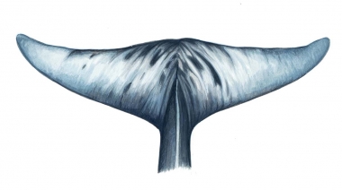 Image of Stejneger’s beaked whale (Mesoplodon stejnegeri) - Flukes underside