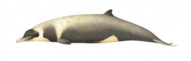 Image of Strap-toothed beaked whale (Mesoplodon layardii) - Adult female with diatoms