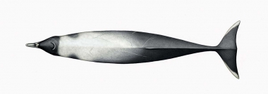 Image of Strap-toothed beaked whale (Mesoplodon layardii) - Topside (adult male)