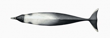 Image of Strap-toothed beaked whale (Mesoplodon layardii) - Topside (adult male)