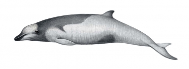 Image of Strap-toothed beaked whale (Mesoplodon layardii) - Calf