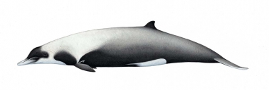 Image of Strap-toothed beaked whale (Mesoplodon layardii) - Adult female