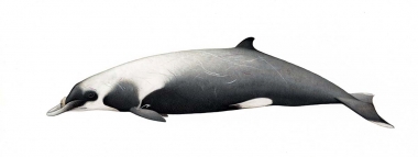 Image of Strap-toothed beaked whale (Mesoplodon layardii) - Adult male