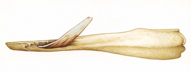 Image of Strap-toothed beaked whale (Mesoplodon layardii) - Adult male lower jaw