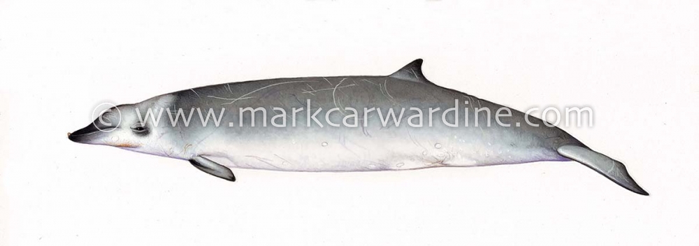 True’s beaked whale (Mesoplodon mirus)