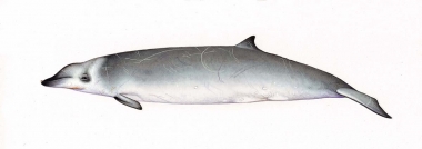 Image of True’s beaked whale (Mesoplodon mirus) - Adult male North Atlantic form