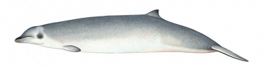 Image of True’s beaked whale (Mesoplodon mirus) - Calf