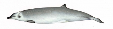 Image of True’s beaked whale (Mesoplodon mirus) - Adult female North Atlantic form