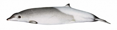 Image of True’s beaked whale (Mesoplodon mirus) - Adult female southern hemisphere form