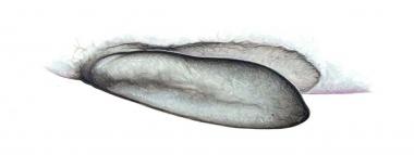 Image of True’s beaked whale (Mesoplodon mirus) - ‘Flipper pocket’; small depression on side (in in other beaked whales)