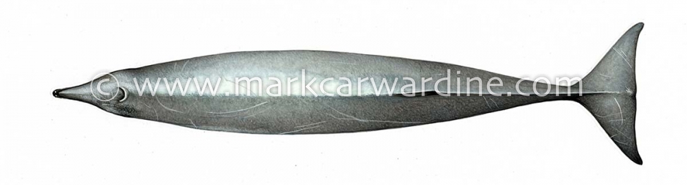 True’s beaked whale (Mesoplodon mirus)