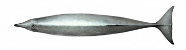 Image of True’s beaked whale (Mesoplodon mirus) - Topside (adult male North Atlantic form)