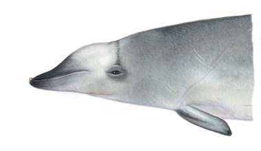 Image of True’s beaked whale (Mesoplodon mirus) - Adult male North Atlantic form, head