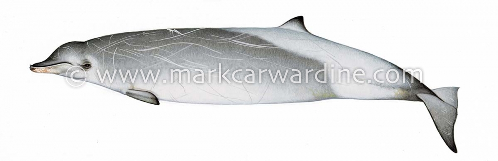True’s beaked whale (Mesoplodon mirus)