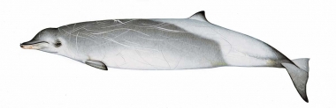 Image of True’s beaked whale (Mesoplodon mirus) - Adult male southern hemisphere form