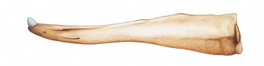 Image of True’s beaked whale (Mesoplodon mirus) - Adult male lower jaw