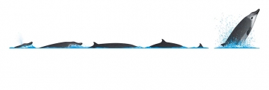 Image of True’s beaked whale (Mesoplodon mirus) - Dive sequence