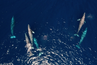 Image of Grey or gray whale (Eschrichtius robustus) - Migrating north, Baja California, Mexico, North Pacific, aerial