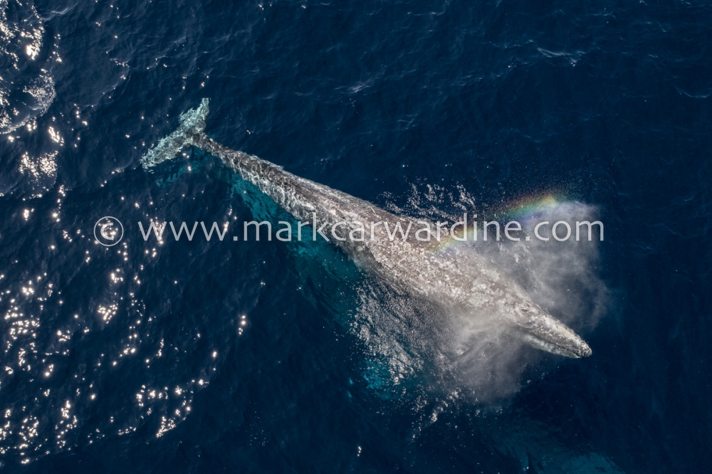 Grey or gray whale (Eschrichtius robustus)