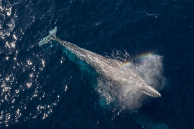 Image of Grey or gray whale (Eschrichtius robustus) - Blowing or spouting, Baja California, Mexico, North Pacific, aerial