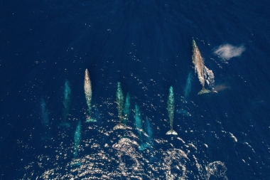 Image of Grey or gray whale (Eschrichtius robustus) - Migrating north, Baja California, Mexico, North Pacific, aerial