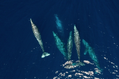 Image of Grey or gray whale (Eschrichtius robustus) - Migrating north, Baja California, Mexico, North Pacific, aerial