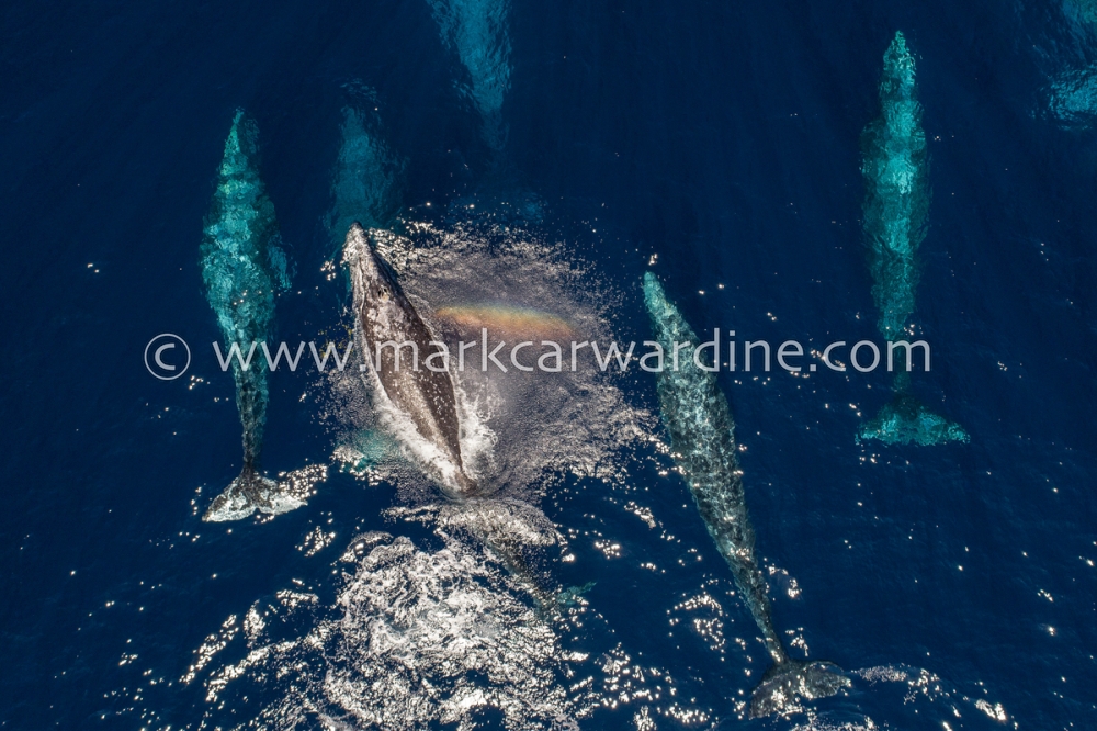 Grey or gray whale (Eschrichtius robustus)