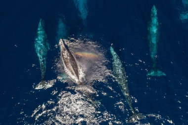 Image of Grey or gray whale (Eschrichtius robustus) - Migrating north, Baja California, Mexico, North Pacific, aerial