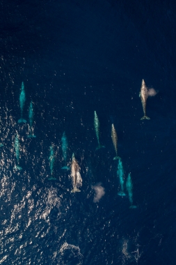 Image of Grey or gray whale (Eschrichtius robustus) - Migrating north, Baja California, Mexico, North Pacific, aerial