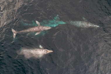 Image of Grey or gray whale (Eschrichtius robustus) - Migrating north, Baja California, Mexico, North Pacific, aerial