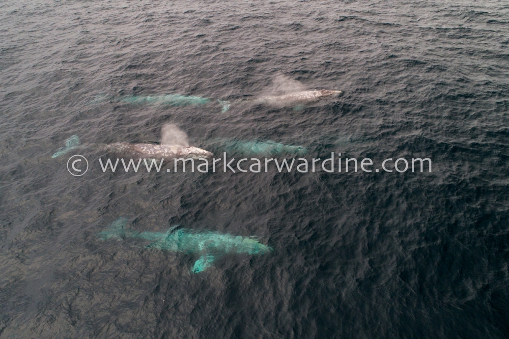 Grey or gray whale (Eschrichtius robustus)