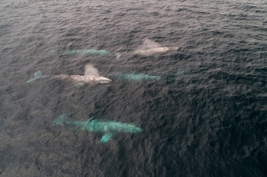 Image of Grey or gray whale (Eschrichtius robustus) - Migrating north, Baja California, Mexico, North Pacific, aerial