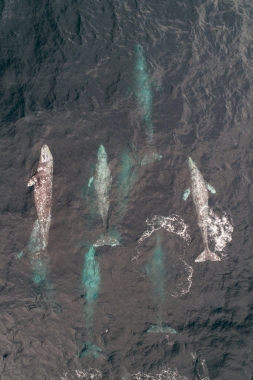 Image of Grey or gray whale (Eschrichtius robustus) - Migrating north, Baja California, Mexico, North Pacific, aerial