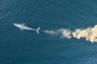 Image of Grey or gray whale (Eschrichtius robustus) - Feeding (mud and sand from seabed pouring out of mouth as it rises to breathe), Baja California, Mexico, North Pacific, aerial