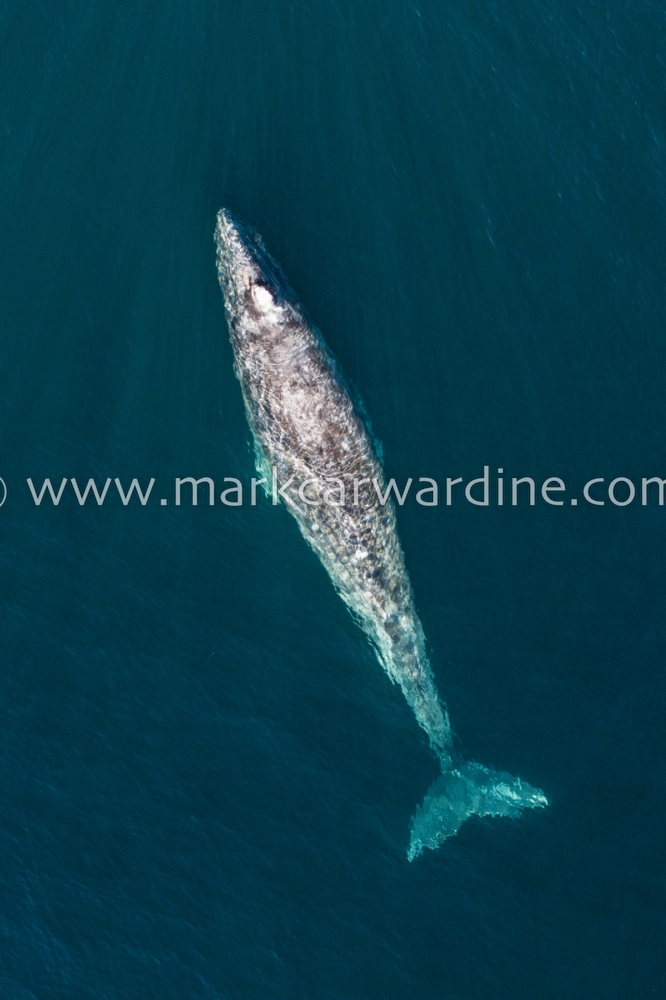 Grey or gray whale (Eschrichtius robustus)