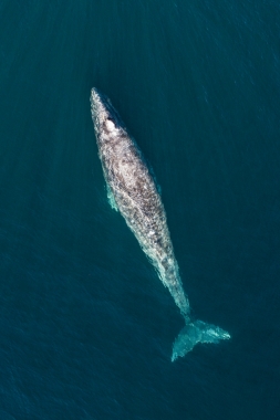 Image of Grey or gray whale (Eschrichtius robustus) - Baja California, Mexico, North Pacific, aerial