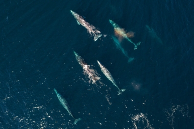 Image of Grey or gray whale (Eschrichtius robustus) - Migrating north, Baja California, Mexico, North Pacific, aerial