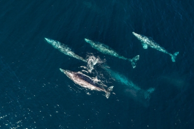 Image of Grey or gray whale (Eschrichtius robustus) - Migrating north, Baja California, Mexico, North Pacific, aerial