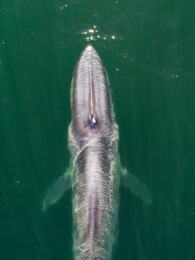 Image of Blue whale (Balaenoptera musculus) - Baja California, Mexico, North Pacific, aerial